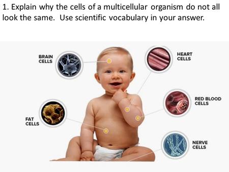 1. Explain why the cells of a multicellular organism do not all