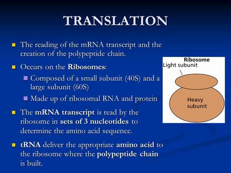 TRANSLATION The reading of the mRNA transcript and the creation of the polypeptide chain. The reading of the mRNA transcript and the creation of the polypeptide.