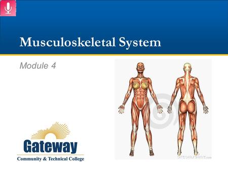 Musculoskeletal System