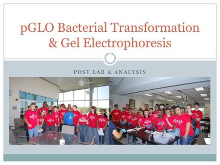 POST LAB & ANALYSIS pGLO Bacterial Transformation & Gel Electrophoresis.