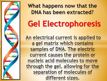 What happens now that the DNA has been extracted?