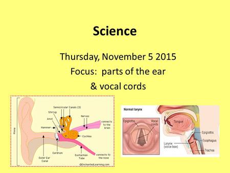 Thursday, November Focus: parts of the ear & vocal cords