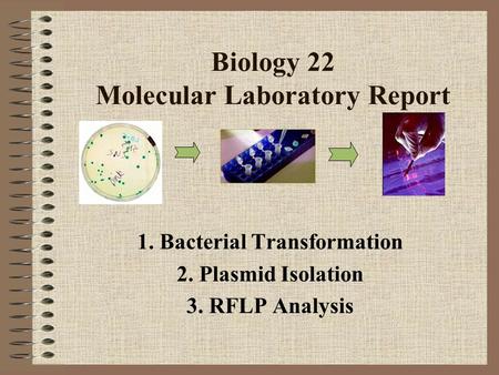 Biology 22 Molecular Laboratory Report 1. Bacterial Transformation 2. Plasmid Isolation 3. RFLP Analysis.