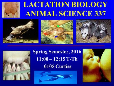 LACTATION BIOLOGY ANIMAL SCIENCE 337 Spring Semester, 2016 11:00 – 12:15 T-Th 0105 Curtiss.