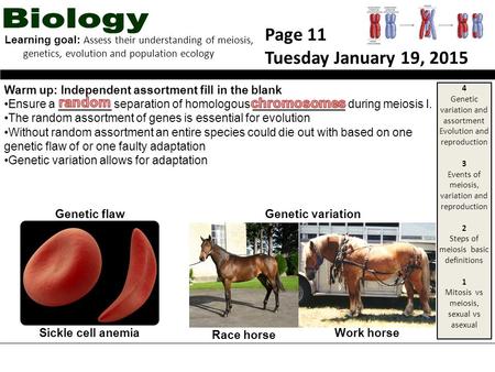 Warm up: Independent assortment fill in the blank Ensure a ________ separation of homologous ______________ during meiosis I. The random assortment of.