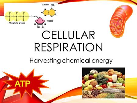 CELLULAR RESPIRATION Harvesting chemical energy ATP.