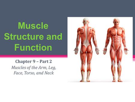 Muscle Structure and Function