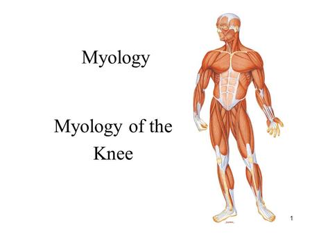 Myology Myology of the Knee.