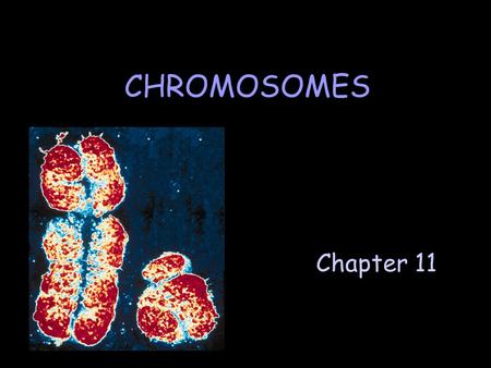 Chapter 11 CHROMOSOMES. A. What Is a Chromosome? A long, continuous strand of DNA, plus several types of associated proteins, and RNA.