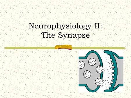 Neurophysiology II: The Synapse Synapse Defined Space between adjacent neurons! Relays information from one neuron to another! Neuron  Neuron Neuron.