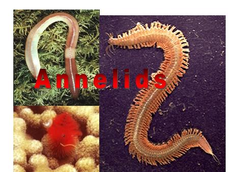 Annelids.