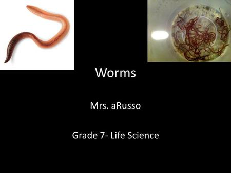 Worms Mrs. aRusso Grade 7- Life Science. General Characteristics of Worms Slender, legless invertebrates Have organs (digestive, reproductive, etc.) Show.