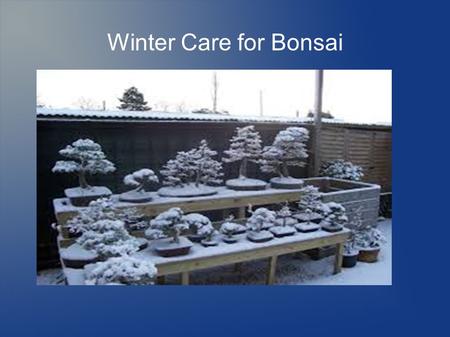 Winter Care for Bonsai. Winter care for Bonsai Northern States Northern States need cold frames, cellars, garage or mulched into the ground. Check occasionally.