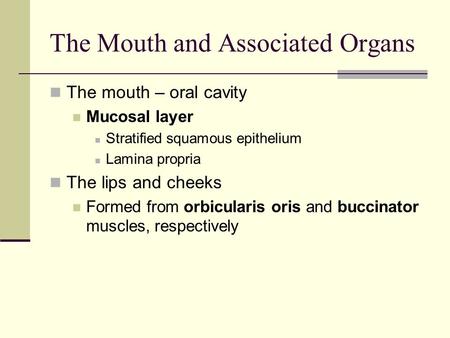 The Mouth and Associated Organs The mouth – oral cavity Mucosal layer Stratified squamous epithelium Lamina propria The lips and cheeks Formed from orbicularis.