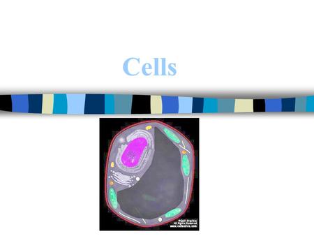 Cells. Cells are the basic building blocks for all living organisms Two types of cells *Prokaryotic Cells *Eukaryotic Cells.