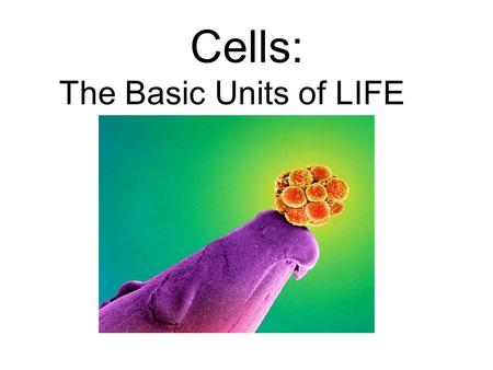 Cells: The Basic Units of LIFE. Early Discoveries of Life The first person to study nature under a microscope was Anton Van Leeuwenhoek Robert Hooke.