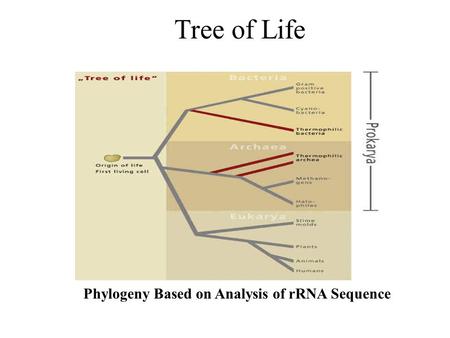 Tree of Life Phylogeny Based on Analysis of rRNA Sequence.