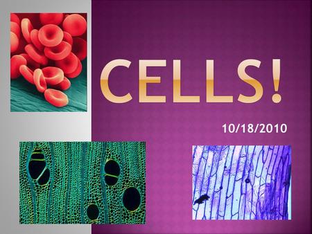 10/18/2010.  Robert Hooke in 1665 first called the tiny chambers he saw in a microscope cells. All living things are made out of cells! Cells contain.