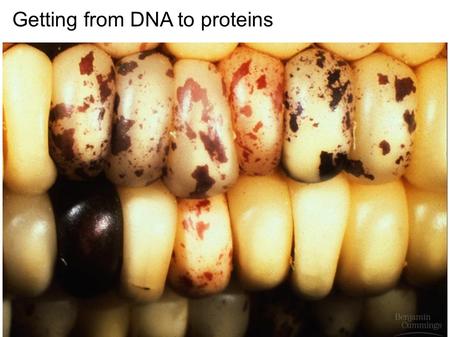 Getting from DNA to proteins. Information flow in cells Protein CB 5.26.