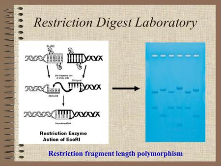 Restriction Digest Laboratory Restriction fragment length polymorphism.