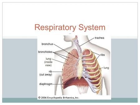 Respiratory System. Write the BLACK Read the RED.