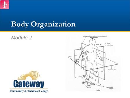 Body Organization Module 2.