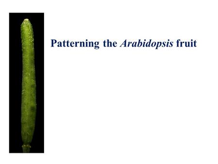 Patterning the Arabidopsis fruit