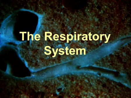 The Respiratory System. Balloon Lab Every person has a different lung capacity. Lung capacity, or how much air your lungs can take in and out, is determined.