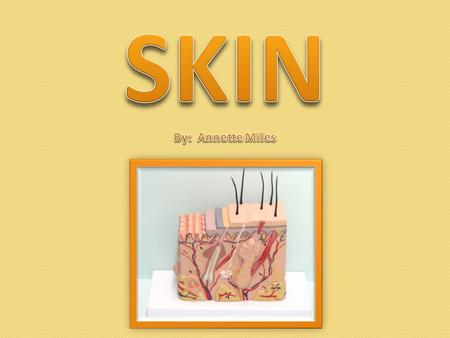 Skin plays several important roles for our bodies. 1.Skin helps to ________ body temperature. 2.Skin ________ inner tissue. 3. Skin produces vitamin ___.