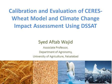 Syed Aftab Wajid Associate Professor, Department of Agronomy,