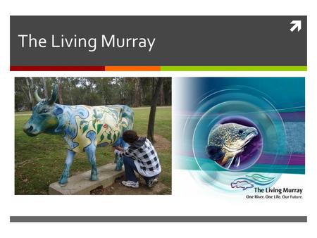  The Living Murray. What is The Living Murray?  The Living Murray is one of Australia’s most significant river restoration programs. It aims to improve.