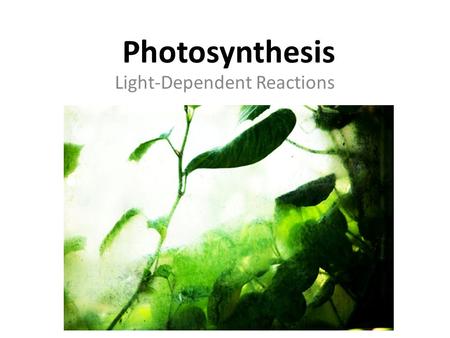 Photosynthesis Light-Dependent Reactions. Importance of Leaves Most photosynthesis occurs in the leaves.