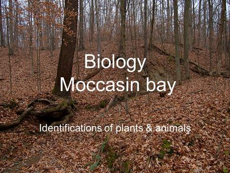 Identifications of plants & animals