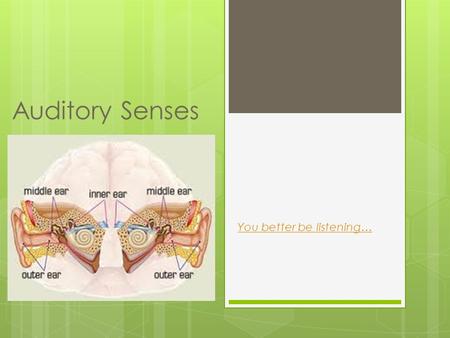 You better be listening… Auditory Senses Sound Waves Amplitude  Height of wave  Determines how loud Wavelength  Determines pitch  Peak to peak High.