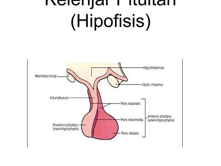 Kelenjar Pituitari (Hipofisis). Kelenjar Pituitari (hipofisis) Disebut sebagai “Master Gland” Menghasilkan hormon-hormon yang mempengaruhi kerja hormon.