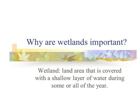 Why are wetlands important? Wetland: land area that is covered with a shallow layer of water during some or all of the year.