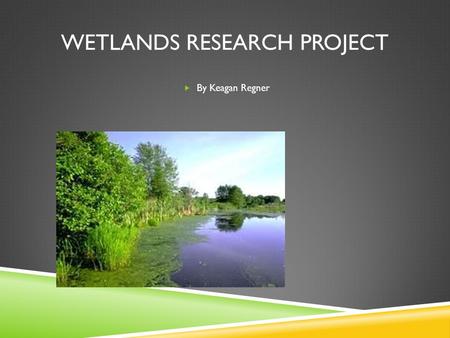 WETLANDS RESEARCH PROJECT  By Keagan Regner. What is a Wetland?  A wetland is where land and water meet and where almost 300 species of wildlife live.