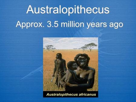 Australopithecus Approx. 3.5 million years ago. Stats  Males 4.5 - 5 ft. tall  Females 3 ft tall  Brain less that 500 cc  Very large jaws  50-75.