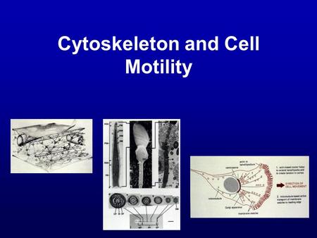 Cytoskeleton and Cell Motility. Objective To survey the structure, protein composition, and functions of a complex network of cytoplasmic filaments known.