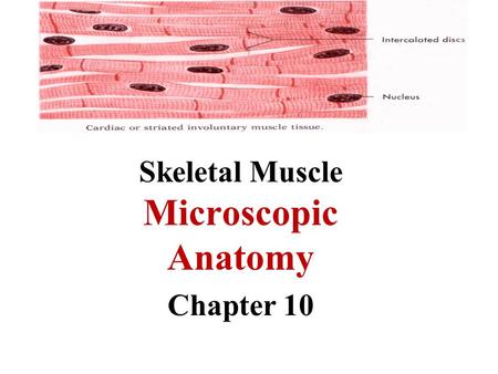 Skeletal Muscle Microscopic Anatomy Chapter 10. Microscopic Anatomy Muscle fibers = muscle cells: long and multinucleate Sarcolemma: cell membrane myoglobinSarcoplasm: