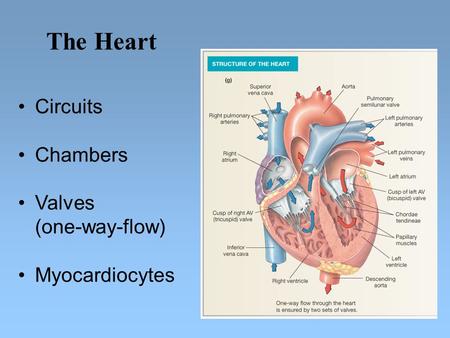 Circuits Chambers Valves (one-way-flow) Myocardiocytes The Heart.