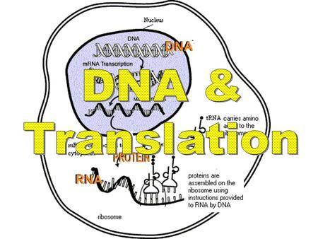 DNA & Translation.