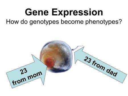 Gene Expression How do genotypes become phenotypes? 23 from mom 23 from dad.