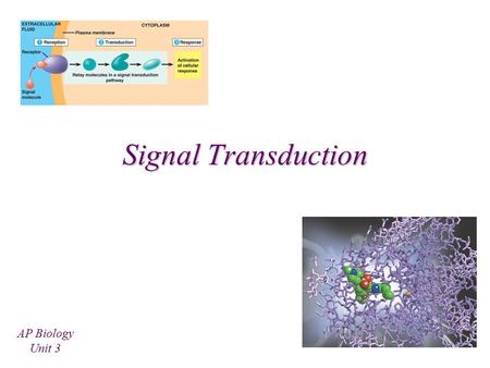 Signal Transduction AP Biology Unit 3 Cell to Cell Communication Can occur in both eukaryotes and prokaryotes How? –Mostly through chemical signals –Can.