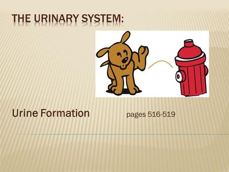 Urine Formation pages 516-519 The Urinary System: Urine Formation		pages 516-519.