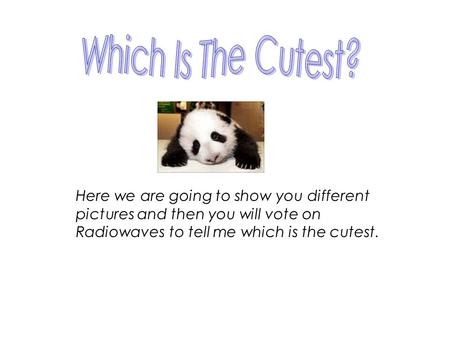 Here we are going to show you different pictures and then you will vote on Radiowaves to tell me which is the cutest.