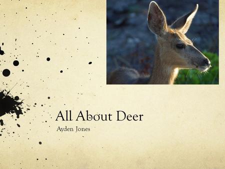 All About Deer Ayden Jones Were they live Here are the places where deer live. North America Europe northern Africa and Asia.