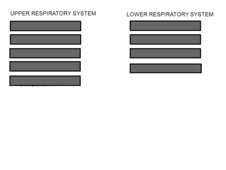 LUNGS ORAL CAVITY PHARYNX PARANASAL CAVITIES NASAL CAVITY NOSE UPPER RESPIRATORY SYSTEM LOWER RESPIRATORY SYSTEM LARYNX TRACHEA BRONCHI.