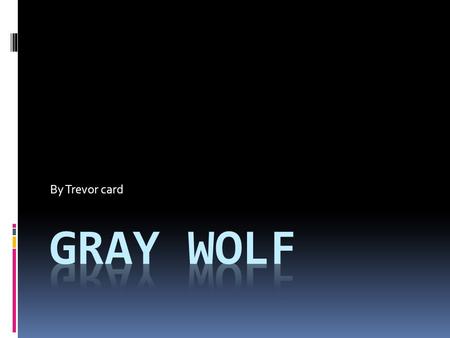 By Trevor card.  Scientific Name: Canis lupus  The gray wolf is found in the Mexico, United States.