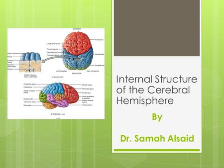 Internal Structure of the Cerebral Hemisphere